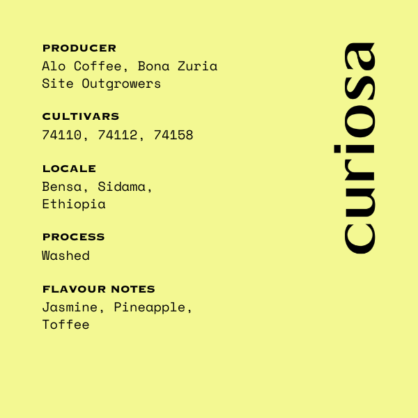 Alo Coffee - Ethiopia